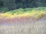 P9293259 Dazzling multicolored meadow